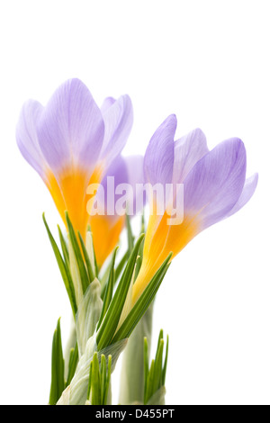 Blumen: Gruppe von blaue Krokusse, isoliert auf weißem Hintergrund Stockfoto