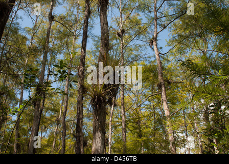 Überdachung einer Zypresse-Kuppel im Big Cypress Swamp Florida Stockfoto