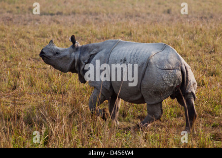 Ein gehörnter Rhinoceros unterwegs. Stockfoto