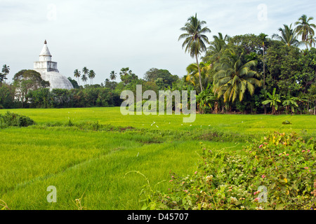 EINE SEHR GROßE BUDDHISTISCHE STUPA UNTER DEN REISFELDERN IM SÜDEN SRI LANKAS Stockfoto