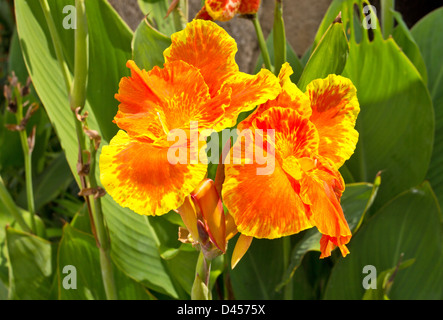 CANNA PFLANZEN IN VOLLER BLÜTE Stockfoto