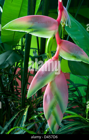 Karabinerverschluss oder rosa Heliconia Rostrata Werk auch als Falscher Paradiesvogel in voller Blüte bekannt Stockfoto