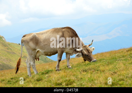 Kuh auf der Weide in den Karpaten, in Sinaia, Rumänien. Stockfoto