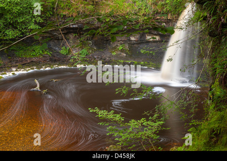 Sgwd Gwladys oder Dame fällt, Afon Pyrddin in der Nähe von Pontneddfechan, Brecon Beacons National Park, Powys, Wales, UK, Europa. Stockfoto