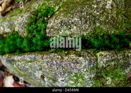 Moos, schleichend aber Risse in einen Felsblock, Baxter State Park, Maine Stockfoto