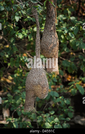 Baya Webervogel, Ploceus Philippinus Nest, Indien Stockfoto