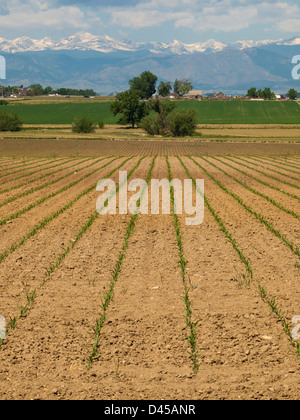 Frische landwirtschaftliche Bereich mit neuen Grüns in der Zeile. Stockfoto