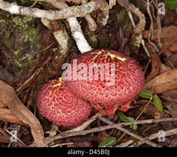 Zwei helle rote Fliegenpilze - Boletellus Ananas - australische Pilze wachsen unter Laub im Wald Stockfoto