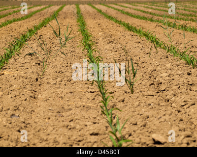 Frische landwirtschaftliche Bereich mit neuen Grüns in der Zeile. Stockfoto