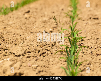 Frische landwirtschaftliche Bereich mit neuen Grüns in der Zeile. Stockfoto