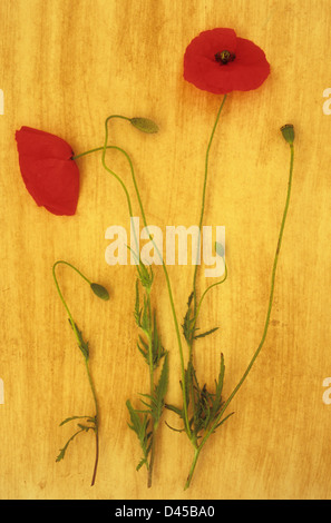 Zwei offene Flowerheads gemeinsamen Mohn oder Papaver Rhoeas liegend mit geschlossenen Blütenknospen auf Beige Blatt Stockfoto