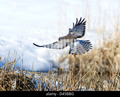 Northern Harrier männlich Stockfoto