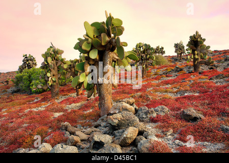 Ecuador, Galapagos Inseln, Islas Plazas, Wald von Giant Prickly Pear Cactus (Opuntia spp.) Stockfoto