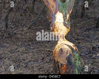 Baum von einem Biber nagen / Baum von Einem Biber Abgenagt Stockfoto