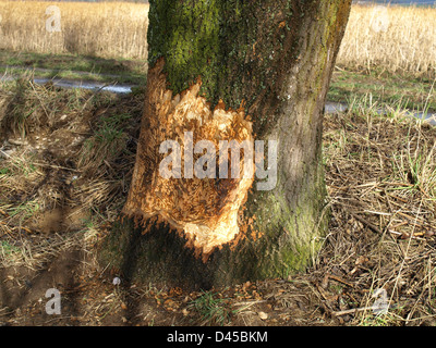 Baum von einem Biber nagen / Baum von Einem Biber Abgenagt Stockfoto