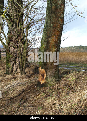 Baum von einem Biber nagen / Baum von Einem Biber Abgenagt Stockfoto