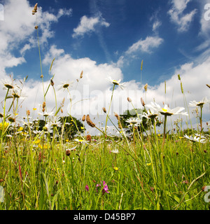Niedrige Sicht auf eine Wildblumenwiese in Somerset Stockfoto