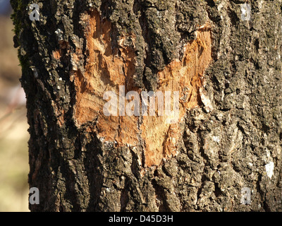 Baumrinde von Biber nagen in Herzform / Baumrinde von Einems Biber in Herzform Abgenagt Stockfoto