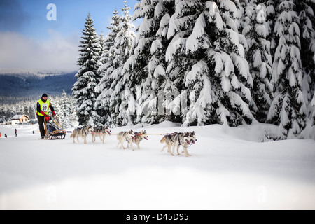 Ein Schlittenhund Teilnehmer Team racing für 2013-Grenze Rush-Wettbewerb in den Izery Bergen, Polen. Stockfoto