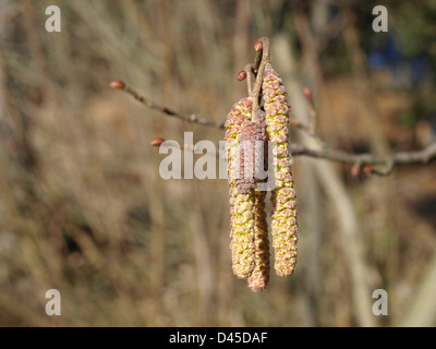 Männlichen Kätzchen auf gemeinsame Hazel / Corylus Avellana / Männliche Kätzchen der Haselnuss Stockfoto