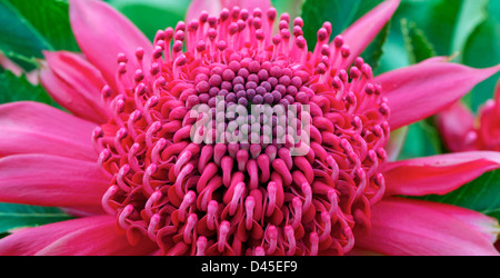 Waratah "Telopea Speciosissima" Australien Stockfoto