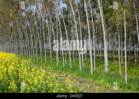 Eine Plantage von Eukalyptus-Bäume in der Nähe von Feldinhalten Senf blühende Pflanzen im landwirtschaftlichen Bundesstaat Punjab, Indien Stockfoto