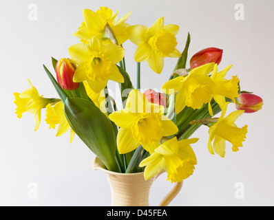 Narzissen und Tulpen in Vase. Stockfoto