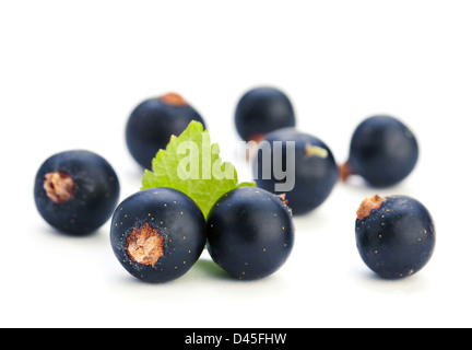 Schwarze Johannisbeere Beeren Closeup isoliert auf weiss Stockfoto