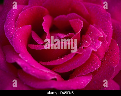 Nahaufnahme von schöne Rose im Garten. Stockfoto