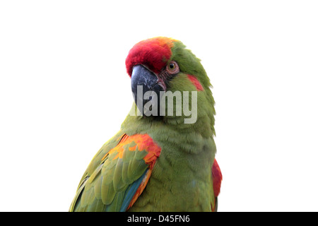 Einen bunten Papagei (rot-fronted Ara, Ara Rubrogenys) isoliert auf weißem Hintergrund Stockfoto