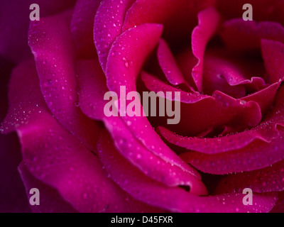 Nahaufnahme von schöne Rose im Garten. Stockfoto