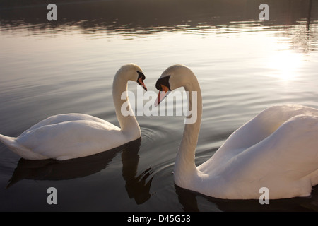 Klammer der Schwäne am Coniston Water im Lake District Stockfoto