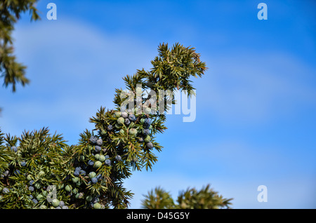 Wacholderbeeren auf einem Zweig mit einem Hintergrund des blauen Himmels Stockfoto