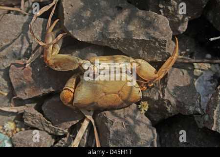 Landkrabben, gesehen in der Regel während des Monsuns, Indien Stockfoto