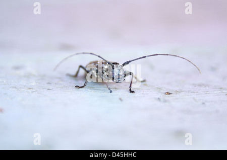 Nahaufnahme des Whitespotted Sawyer Beetle, Baxter State Park, Maine. Stockfoto