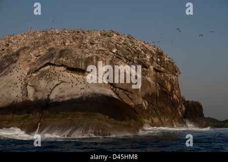 Seevögel im Laje de Santos Marine State Park, São Paulo Zustand Ufer, südöstlichen Brasilien Stockfoto