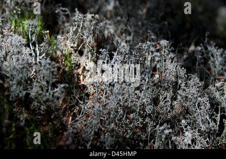 Nahaufnahme von Rentier Flechten (Cladonia Rangeriferina) Stockfoto