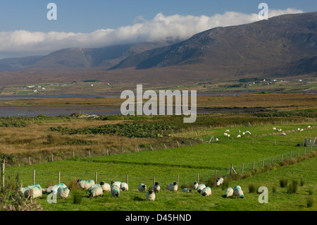 Schafbeweidung auf Achill Island, mit sanften Hügeln der Halbinsel Corraun hinter, Westport, County Mayo, Irland Stockfoto