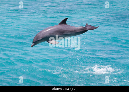 Atlantische große Tümmler, Tursiops Truncatus, springt aus dem Ozean aus Curacao, Niederländische Antillen, Caribbean. Stockfoto