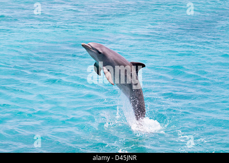 Atlantische große Tümmler, Tursiops Truncatus, springt aus dem Ozean aus Curacao, Niederländische Antillen, Caribbean. Stockfoto