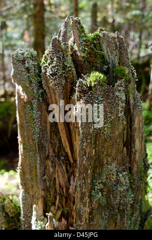 Moose und Flechten auf alten Baumstumpf Stockfoto