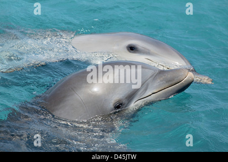 Atlantische große Tümmler, Tursiops Truncatus, Curacao, Niederländische Antillen, Karibik. Stockfoto