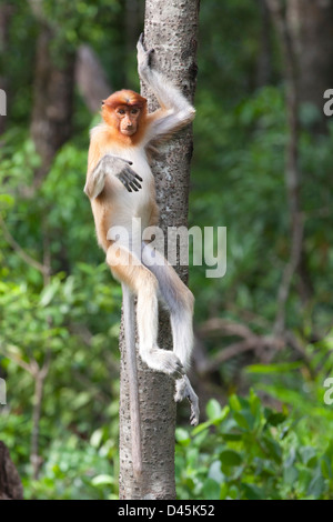 Proboscis Affen (Nasalis larvatus) junge Frauen sitzen im Baum in Küsten Mangrovenwald Stockfoto