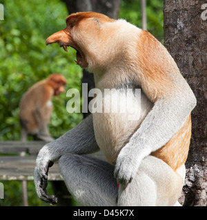 Wilde Proboscis Monkey dominante männliche (nasalis larvatus) Bedrohung in Labuk Bay, Sabah, Borneo, Malaysia Stockfoto