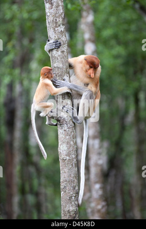 Proboscis Monkeys (nasalis larvatus) Klettern auf Bäume im Mangrovenwald an der Küste Borneas, Sabah, Borneo, Malaysia Stockfoto