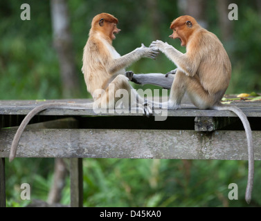 Wilde junge Proboscis Monkeys (Nasalis Larvatus) spielen zusammen in einem Naturschutzgebiet auf Borneo Stockfoto