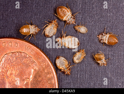 Der Groschen auf diesem Foto vermittelt ein Gefühl der Skala auf die Größe von Bettwanzen Skins gesammelt für die Analyse von US Department of Agriculture Wissenschaftlern 14. November 2012 in Beltsville, Maryland. Stockfoto