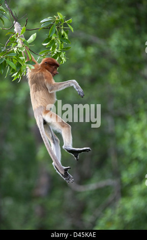 Junger Proboscis-Affe, der von einem Baum im malaysischen Mangrovenwald an der Küste, Borneo (nasalis larvatus) schwingt Stockfoto