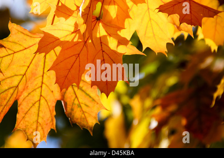 Backlit-Ahorn-Blätter Stockfoto