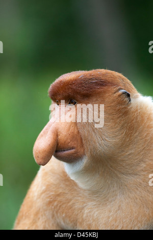 Wildes Proboscis Monkey dominantes männliches (nasalis larvatus) Porträt, malaysisches Borneo Stockfoto